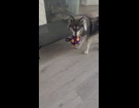 Dog holding shaking ball