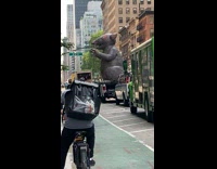 Collab winy - Giant inflatable rat on top of truck 