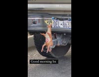 Moving toy reindeer found attached to car 