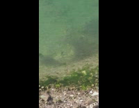 Fishes in water create space avoid duck