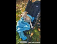 Baby pitbull sits inside stroller
