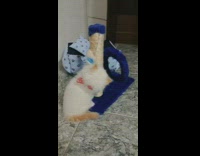 Tiny cat plays with ball on tower 