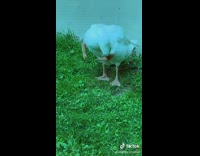 Collab BitchMP - Arms on white duck goose 