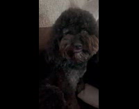 Dog smiles when the filmer says cheese