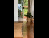 Black Cat Chases Green Toy for Fetch 