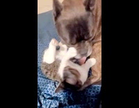 Dog and cat plays together on bed