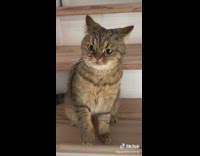 Girl stops cat from eating twice 