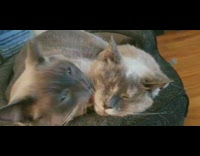 Two cats cuddle in bed one cat grooms other 