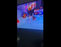 Cat watches cat in a bath video