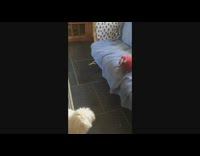White dog play with parrot blue couch