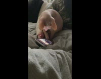 Sphynx Cat Scrolls Through Smartphone with Paw