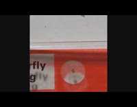 Piece of butterfly wing zoom under microscope 