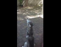 Husky howling as brown dog smiles and comes closer to glass door camera