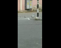 Seagull bird pushes ball into net guys