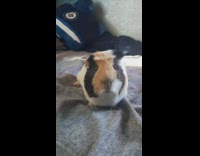 Collab BitchIG2 - Guy asks guinea pig to give him an owa owa 