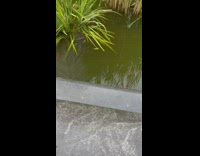 Psyduck pokemon card and real duck water fountain