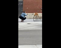 Bulldog dog stands balances bike rack girl 