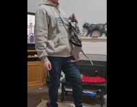 Hairless cat jumps to sit on guys shoulders