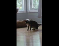 Cat pounces on other cat in house
