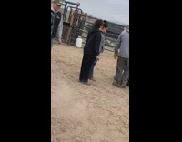 Small cow running around kicks guy in the face