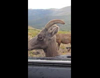 Bighorn sheep licks filmer hand car window