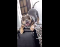 Dog with disney eyes filter yawns stretches 