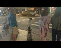 Black white dog sits waits for light 