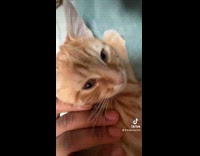 Orange cat named carmelo with owner 