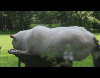 White cat sit and drop bird bath 