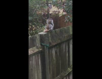 Squirrel on fence holds eats pizza bread 