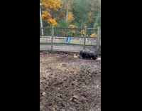 Pig with cow coat runs out of barn house 