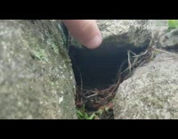 Squirrel runs out of run into camera 