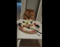 Orange cat back away slowly from plate