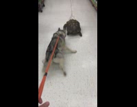 Husky tries to get closer to tortoise  