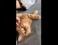 Collab PLC - Orange cat meows while getting pets from hooman