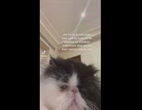 Cat has childless Millennial parents