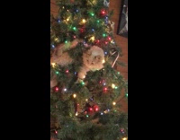 Brown cat lays down in christmas tree