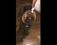 brown dog licking whipped cream from can boomerang 