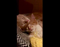 2 Orange cats cuddle in bed