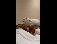 Two dogs play on top of bed