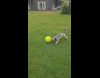 Pet dog plays and chase the green ball at the backyard