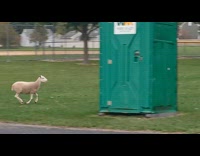 Sheep escape and ran at the park