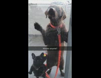 brown dog red collar licking door window