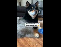 Collab BitchIG2 - Dog sheds lots of fur 