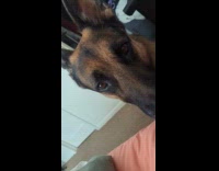 Dog jumps over owner on bed repeatedly