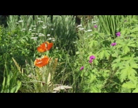 Cute brown dog come out flower garden