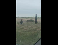 Guy Does Headstand for Photo 