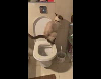 Cat sits poops in white toilet bathroom