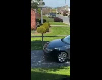 Goat chase in neighborhood police 