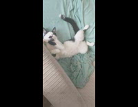 Black white cat sleeps on back bedroom